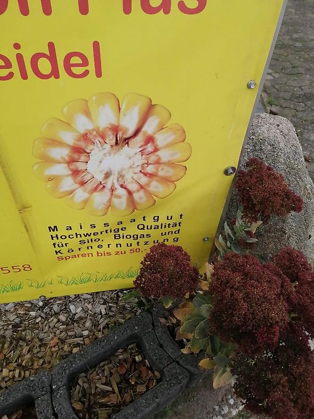 Kongskilde Howard Howard Modell Type HB-205-540T Bodenfräse 205 cm Arbeitsbreite mit 400 mm großen Stützrädern Fräßmesser 100% 48 Stück Schaltgetriebe ohne Kettenkasten zur Rotorwelle über Zahnradantrieb