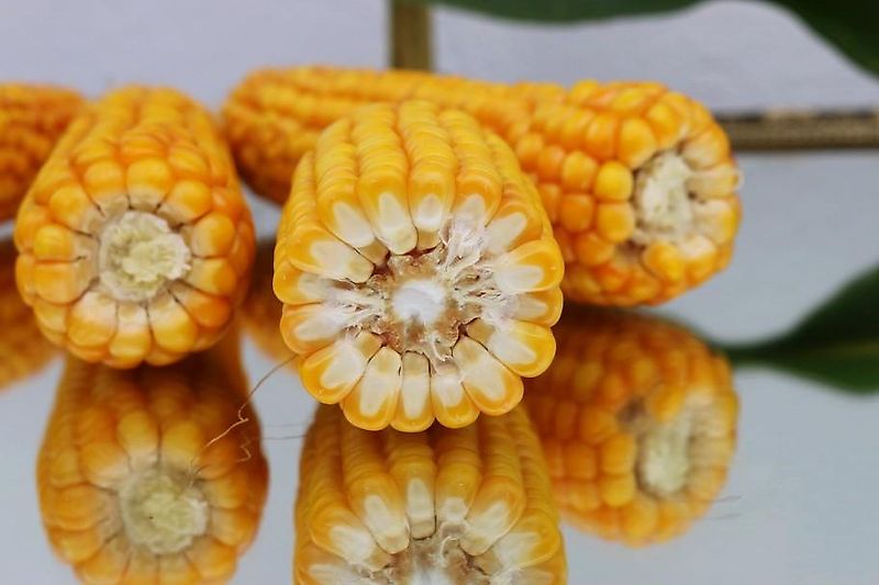 Köckerling Grasmaster 600 Köckerling