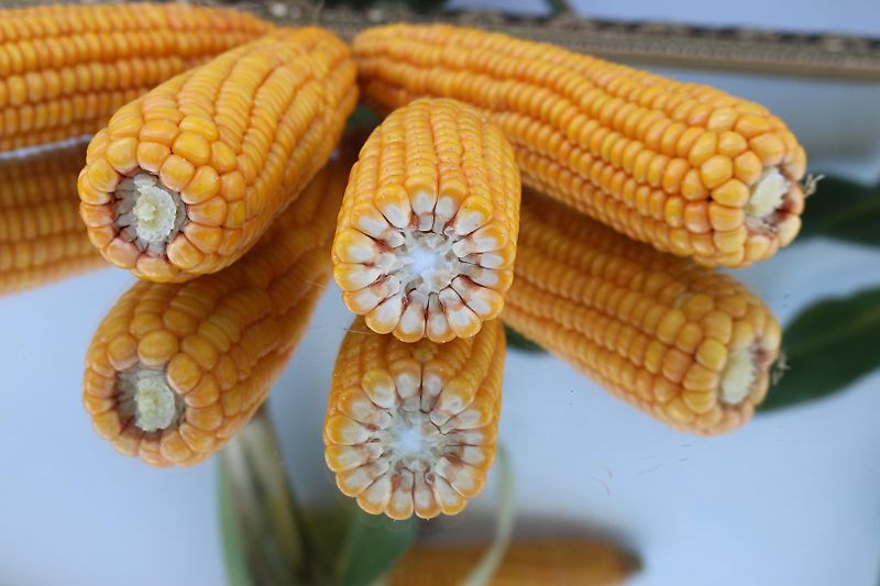 Köckerling Grasmaster 600 Köckerling